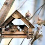 Futterhaus für Vögel